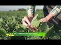 'Nos últimos 20 anos, onde teve soja, teve desenvolvimento no Brasil', diz líder da Bayer