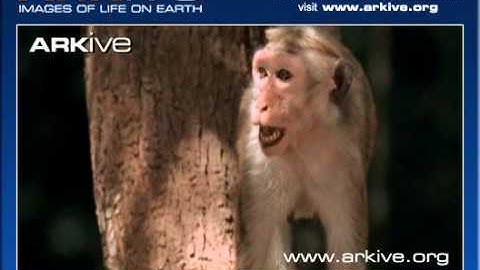 ARKive video D539AB0F B50B 45AF A638 B44F901A972D1