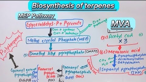 Biosynthesis of terpenes|Biochemistry|MVA and MEP Pathway.#biochemistry