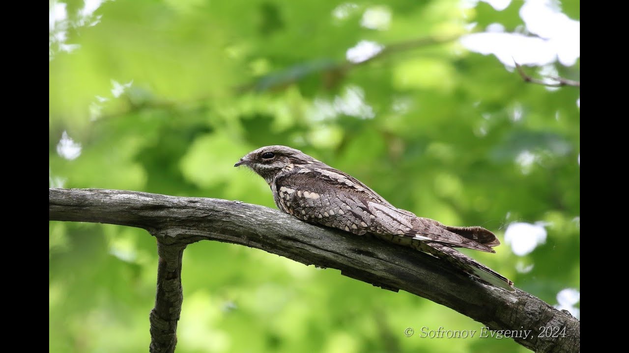 Козодой (Caprimulgus europaeus)