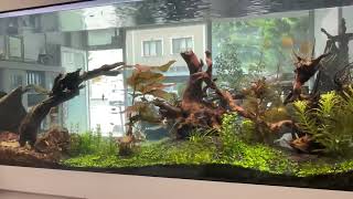 Bitkili akvaryum kardinal neon tetra karides hobi…