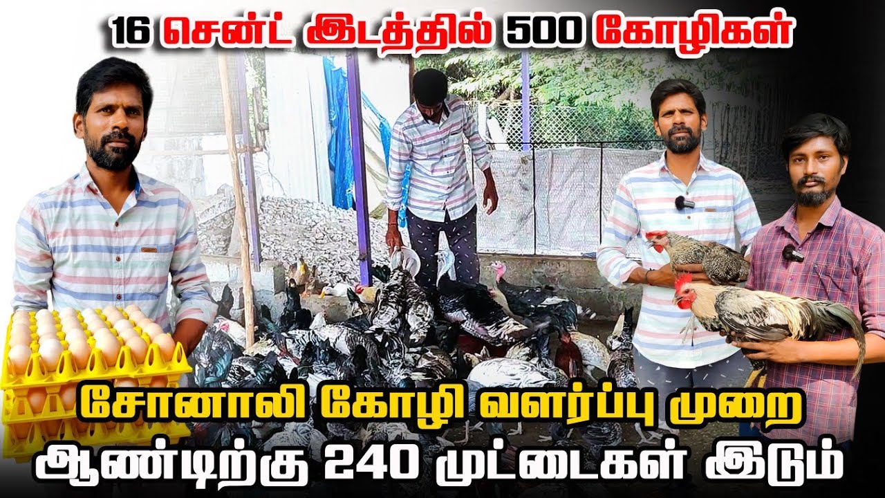 16 சென்டில் 500 கோழி | சோனாலி கோழி வளர்ப்பு | வருடம் 240 முட்டைகள் | Chicken Farm #iyarkaiannai