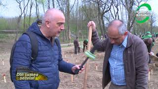 Sfaturi Utile Cum Plantezi Un Stejar