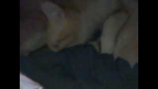 Nacimiento Odin, Lucky, Thor, Ron Y Germagione