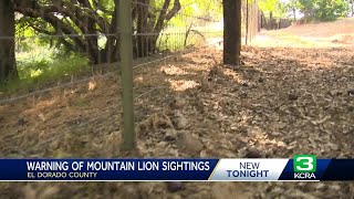 California mountain lion attacks, kills family&#39;s dog