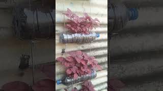 Vertikultur botol mineral bekas. #vertikultur #botolbekas #menanam #bayam #pakcoy
