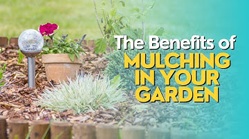 The Benefits of Mulching in Your Garden