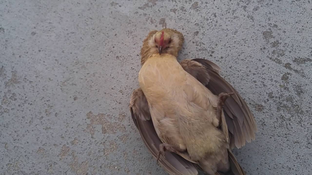 How to hypnotize a chicken! YouTube