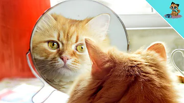 Können Katzen sich im Spiegel sehen?