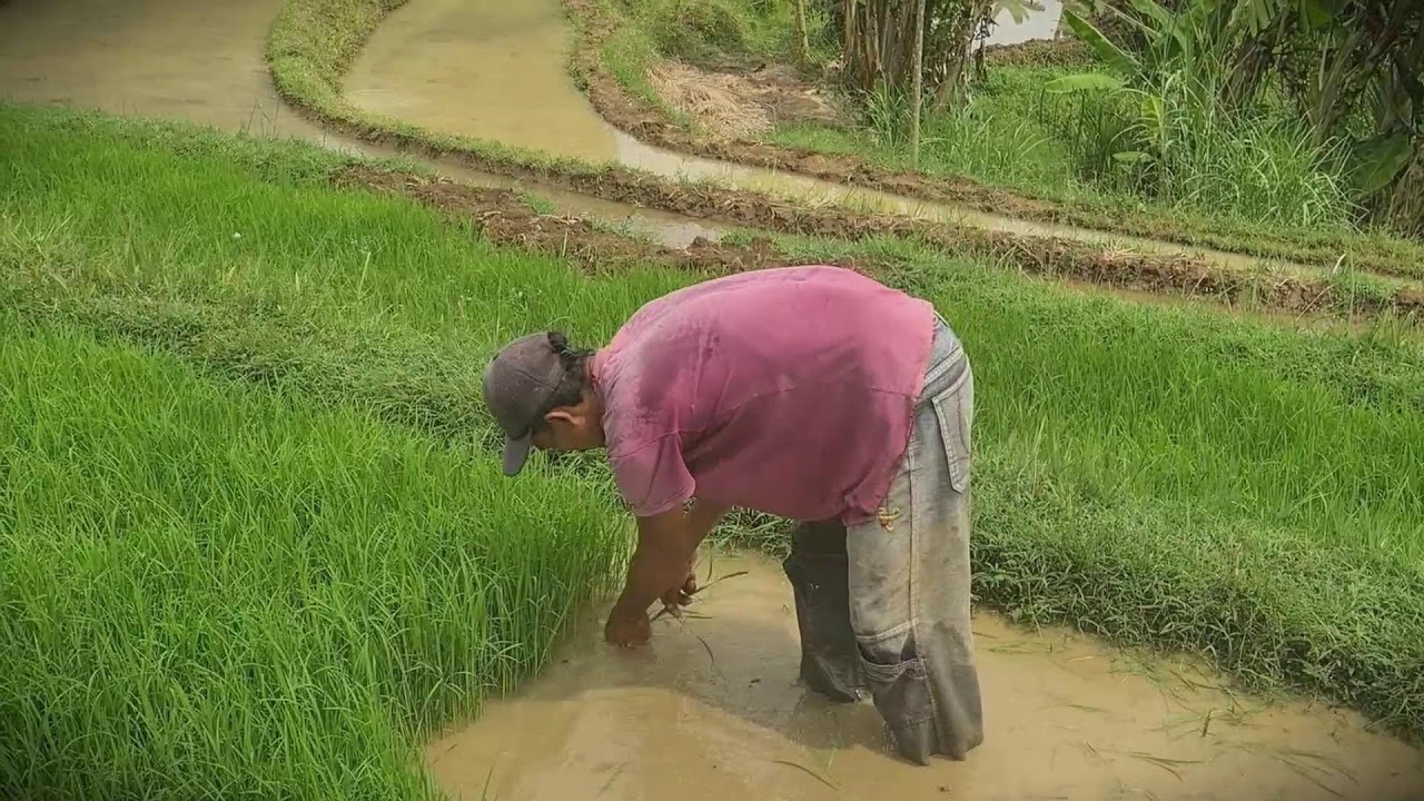 Seedling Season: Preparing for the New Rice Crop by Hand _FarmersLife _Shorts