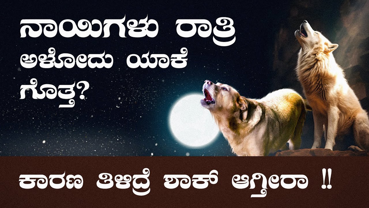 ನಾಯಿಗಳು ರಾತ್ರಿ ಅಳೋದು ಯಾಕೆ ಗೊತ್ತ? ಕಾರಣ ತಿಳಿದ್ರೆ ಶಾಕ್ ಆಗ್ತೀರಾ ! Do you know why dogs howl in night