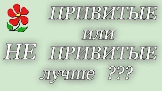 Привитые или не привитые саженцы - что выбрать? Садовый Ликбез.