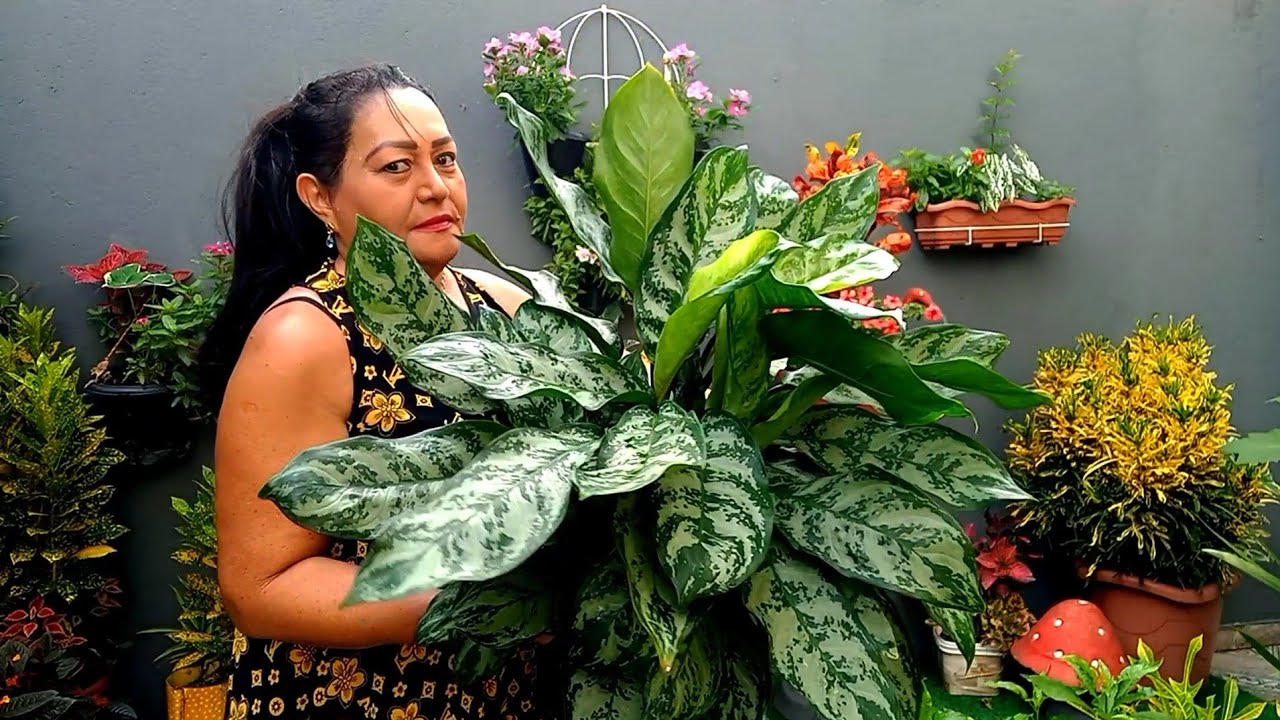 13 plantas e folhagens gigantes em vasos pequenos para seu jardim tudo que você precisa saber!!!