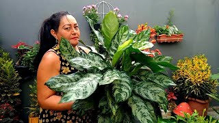 13 Plantas e Folhagens Gigantes em Vasos Pequenos