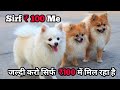 Today Offer Culture Pom Puppy Under 100 || Culture Pom Puppy सिर्फ 100 में मिल रहा है🤩🤩