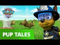 PAW Patrol | Pups Save the Opening Ceremonies | Rescue Episode | PAW Patrol Official & Friends!