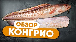 Что ты знаешь о рыбе КОНГРИО?  Обзор креветочной рыбы от шеф-повара Сергея Лигая