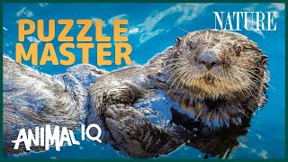 Otters: Cute, Playful, Geniuses? | Animal IQ