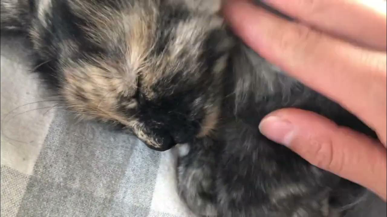 gabapentin cats vet visit