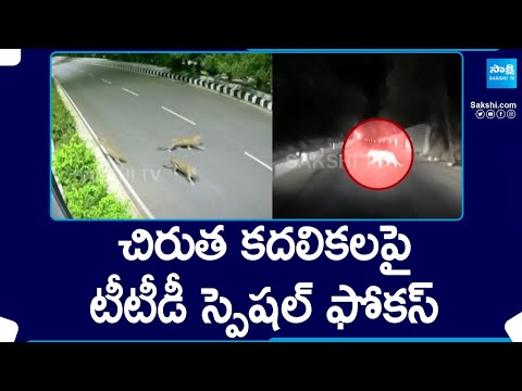 TTD Special Focus on Cheetah Movements in Tirumala | Tirumala Leopard News | @SakshiTV - SAKSHITV