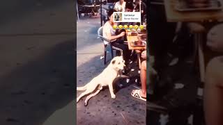 Sahtekar köpek ￼