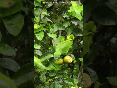 White-fronted Amazon Parrots eating Oranges