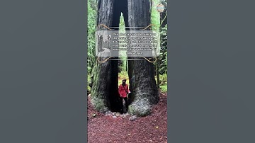 Humboldt Redwoods State Park, California #shorts #destination #humboldtpark