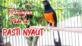 Download Lagu PANCINGAN MURAI BATU GACOR FULL ISIAN, SEKALI DENGAR MURAI LAIN LANGSUNG NYAUT EMOSI MP3 Download Lagu PANCINGAN MURAI BATU GACOR FULL ISIAN, SEKALI DENGAR MURAI LAIN LANGSUNG NYAUT EMOSI MP3