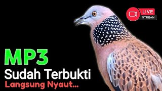 Download Lagu Suara Burung Derkuku Gacor Sangat Ampuh Untuk Pancingan Dan Pikat Tekukur Liar MP3