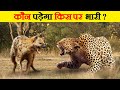 Leopard और Hyena की टक्कर में कौन जीतेगा | Leopard vs Hyena