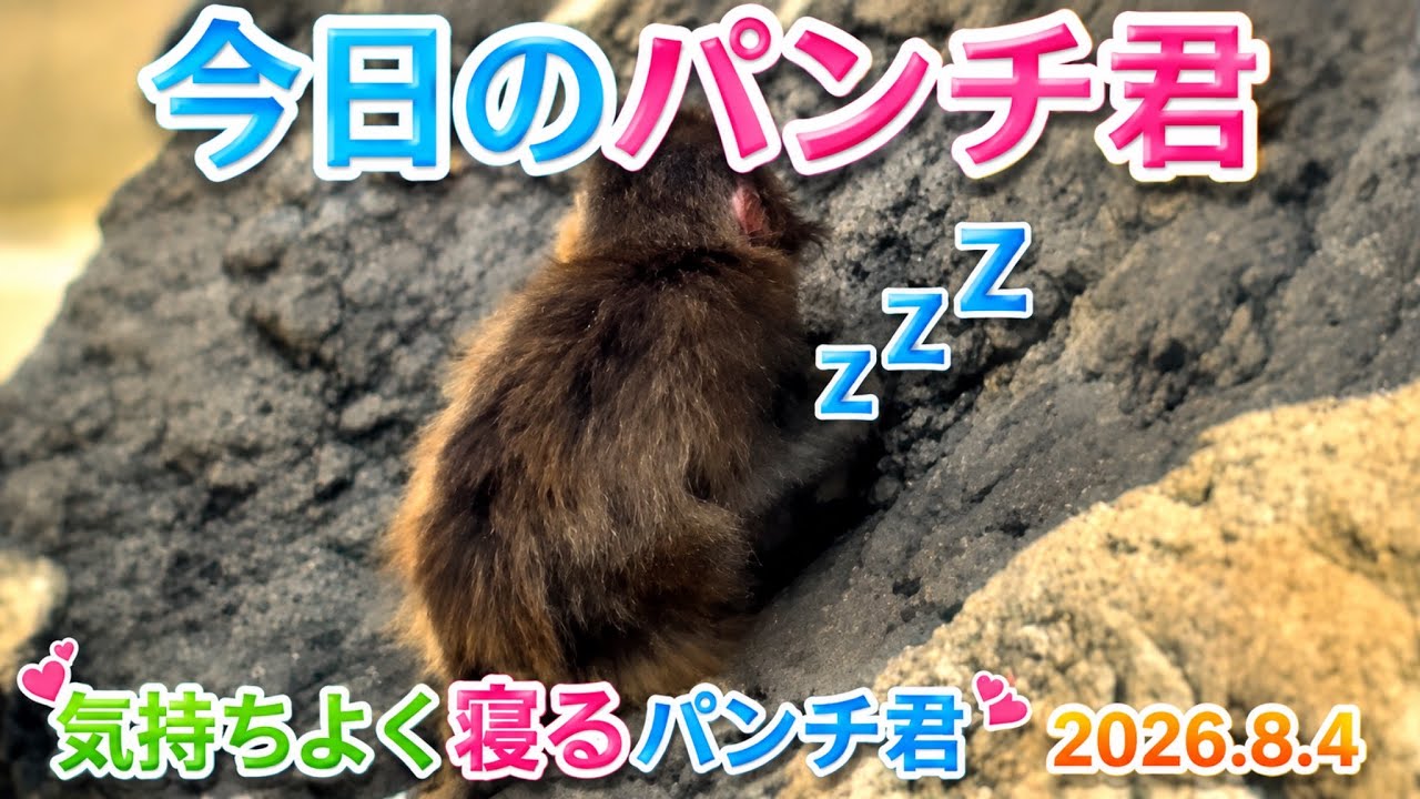2026年8月4日 今日のパンチ君 気持ちよく寝るパンチ君💤🙊 - YouTube