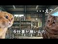 会社が倒産するきっかけあるある【猫ミーム】