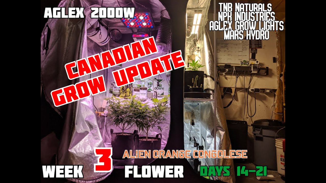 Week 3 flower AGLEX 2000W grow light + marshydro sp150