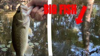 This MASSIVE BASS Was Living In This TINY RIVER!!