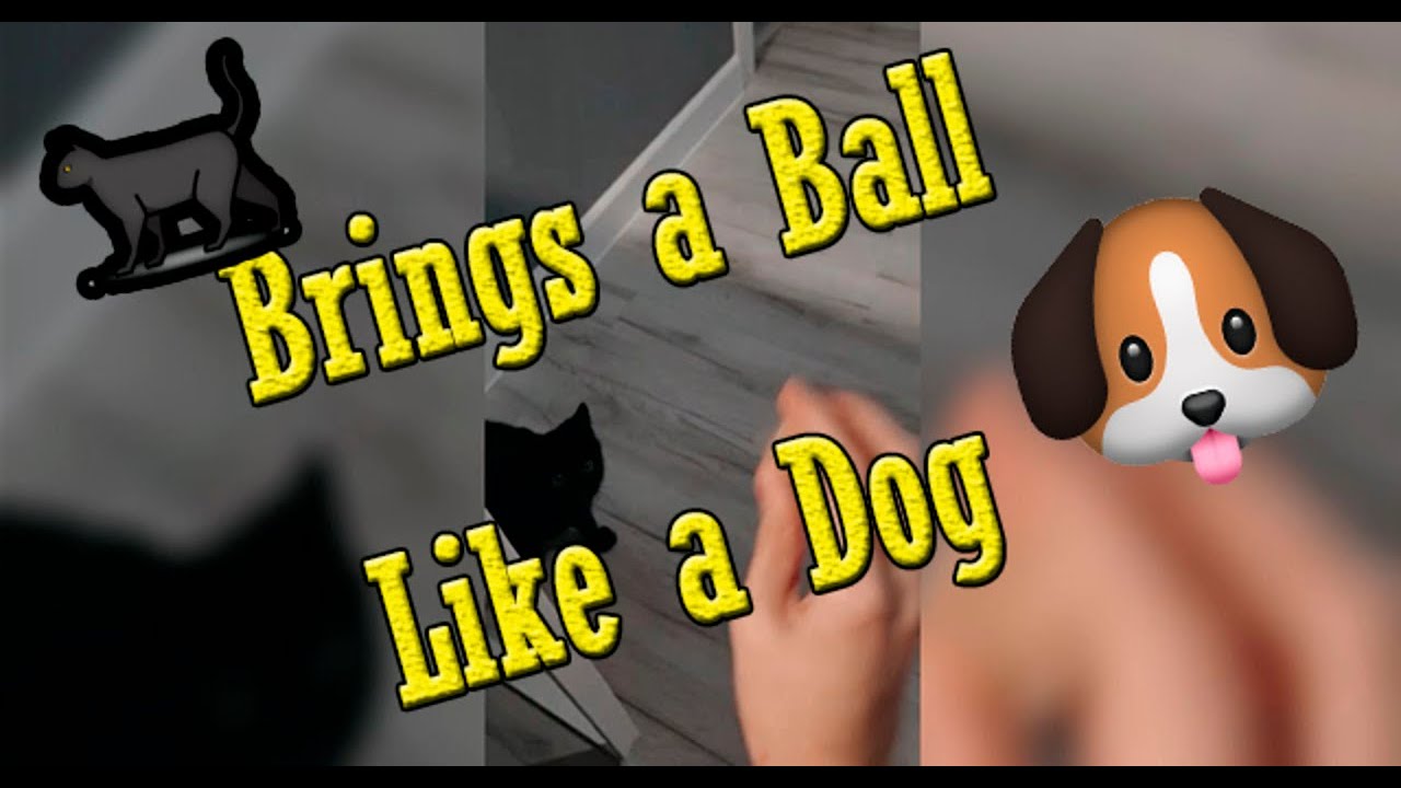 cat-acts-like-a-dog-youtube