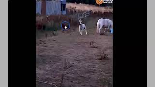 Baby Horses Playing - Discussing Horse Behavior and Horse Care screenshot 2