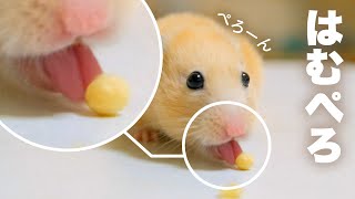ハムスターのふにふにな舌に密着No.134
