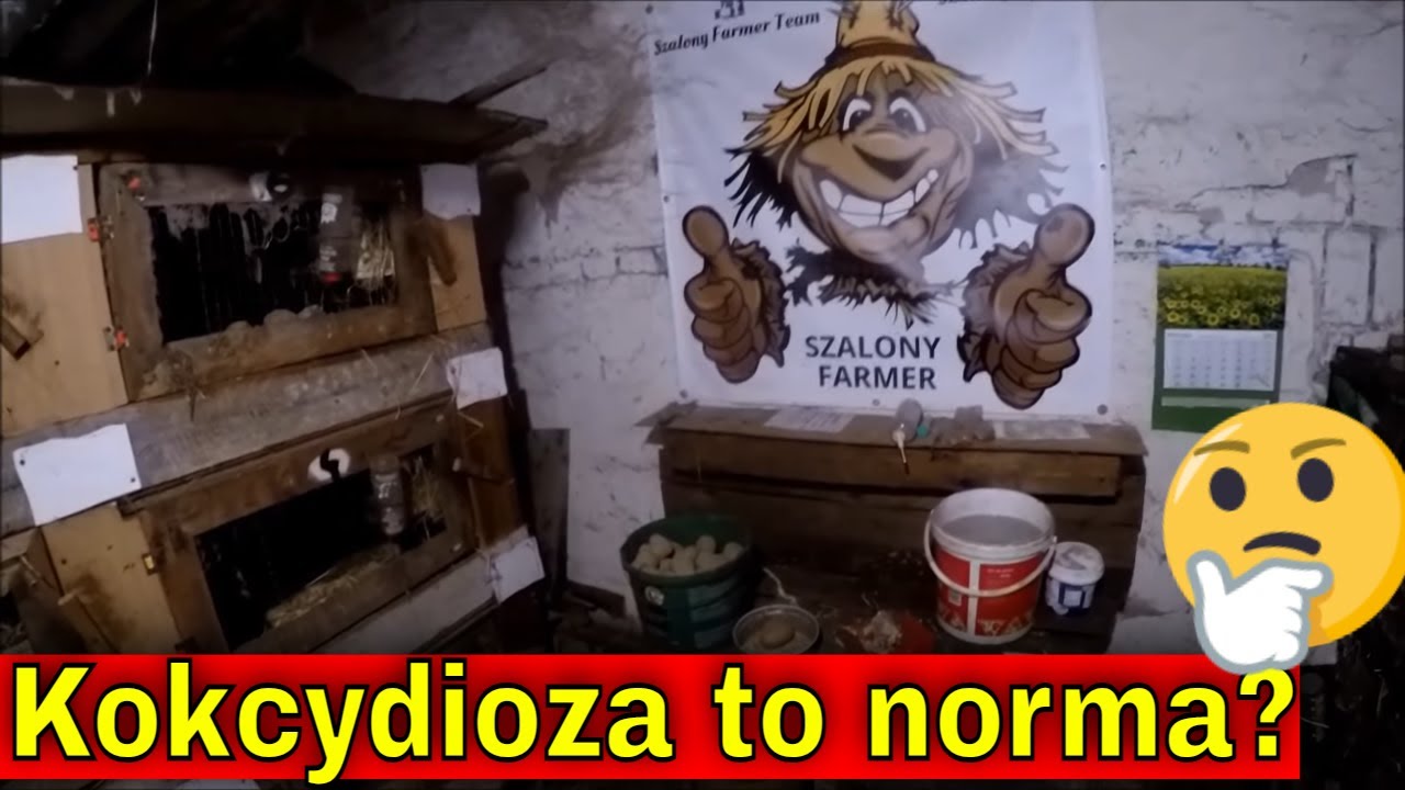 4 dzień choroby Farmerskiej... | Kokcydioza u królików. | Obchód poranny.