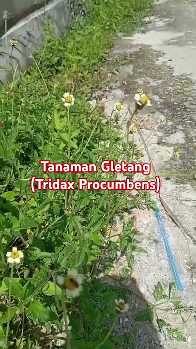Tanaman Gletang (Tridax Procumbens) #shorts #short