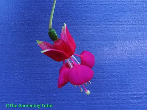 Video: Fuchsias Kutoka Rahisi Hadi Ngumu