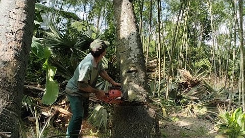 thợ cưa cây miền núi hạ cây thốt nốt chăm năm tuổi tập24 #thocua