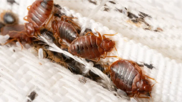Bed Bugs- What You've Been Told is Totally False