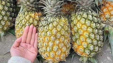 1000 cây dứa mật cao sản không có gai quả to siêu ngọt về vườn cho khách || sdt/0867.878.995