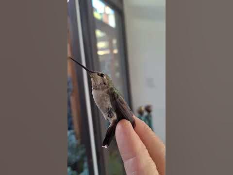 Калибри - YouTube