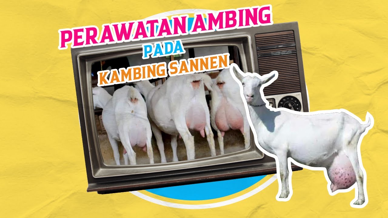 Perawatan Rutin Ambing pada Kambing Perah Ras Sannen/Sapera - YouTube