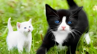 Cute Animals Cat Meow Sound Som de gato chamando Cat Calling cute animals Som de Gato Miando cats