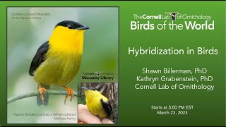 Birds of the World Discovery Webinar: Hybridization in Birds Q&amp;A