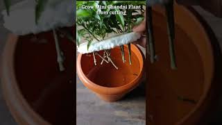 How to grow Mini Chandni Plant from cutting . #shorts #gardening