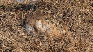 Затаившийся заяцрусак. Lepus europaeus. Звери Беларуси.