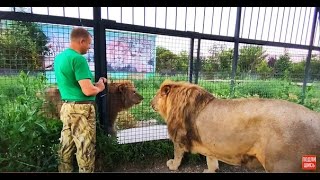 картинка: Лев- вожак пришёл проведать брата, но ЗАХОДИТЬ к нему ОТКАЗАЛСЯ!